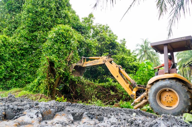 what is the best way to clear trees from land